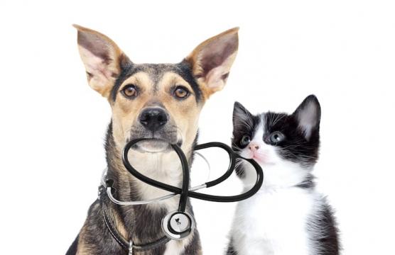 Les français et l'assurance santé animale