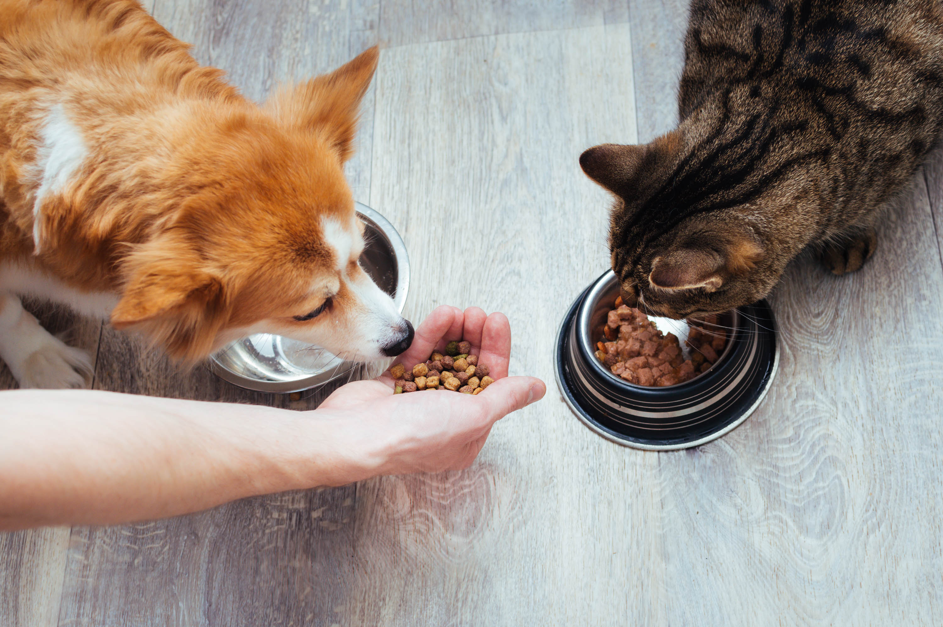 How to Transition to New Pet Food?