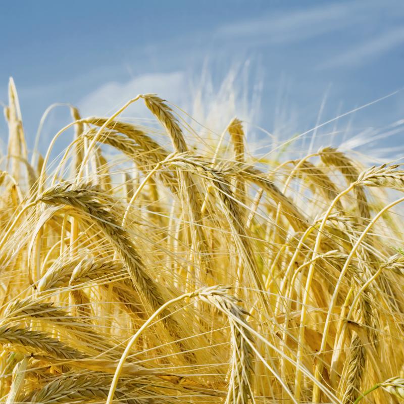 Barley malt is an ingredient used in brewing